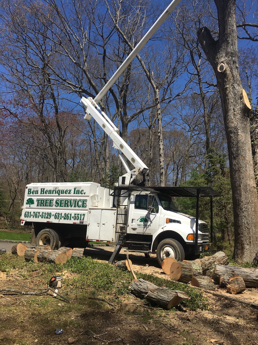 Henriqueztreework Tree Service Residencial And Comercial Of Long Island